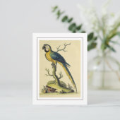 ヴィンテージ青及びイエローオウム鳥イラストレーション ポストカード (スタンド正面)