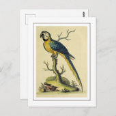 ヴィンテージ青及びイエローオウム鳥イラストレーション ポストカード (正面/裏面)