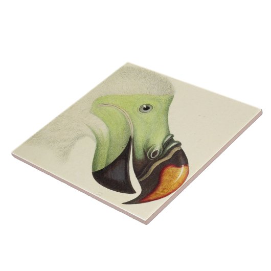 ヴィンテージ頭 タイル (側面)