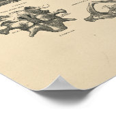 ヴィンテージ頸椎解剖学1880プリント ポスター (角)