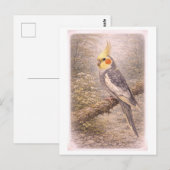 ヴィンテージ風のオカメインコのイラスト ポストカード (正面/裏面)