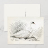 ヴィンテージ風の白鳥のイラスト ポストカード (正面/裏面)