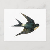 ヴィンテージ飛んでいるスワローバードアンティークイラストレーション ポストカード (正面)