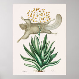 ヴィンテージ飛んでいるリスイラストレーション ポスター