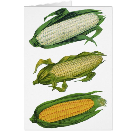 ヴィンテージ食品ヘルシーな野菜とCobの新鮮なトウモロコシ (正面)