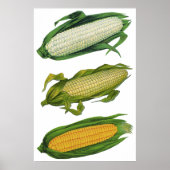 ヴィンテージ食品ヘルシーな野菜とCobの新鮮なトウモロコシ ポスター (正面)