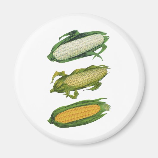 ヴィンテージ食品ヘルシーな野菜とCobの新鮮なトウモロコシ マグネット (正面)