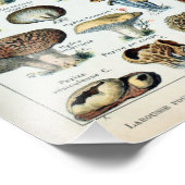 ヴィンテージ食用キノコのグラフ写真の拡大 フォトプリント            (角)