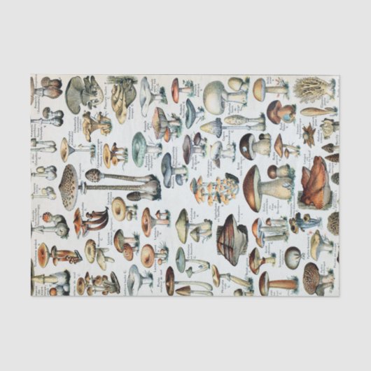 ヴィンテージ食用キノコチャート 薄葉紙 (正面)