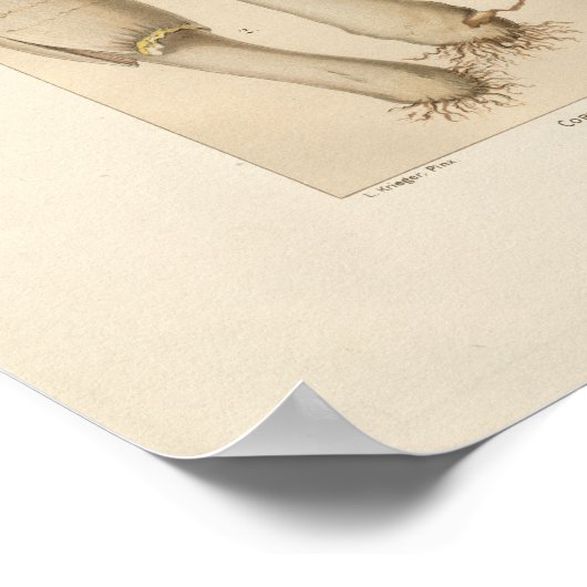 ヴィンテージ食用キノコプリント ポスター (角)