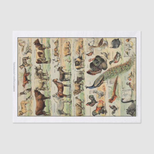 ヴィンテージ飼育動物の分離 薄葉紙 (正面)