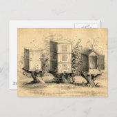 ヴィンテージ養蜂 ミツバチの巣 ミツバチの巣 ポストカード (正面/裏面)