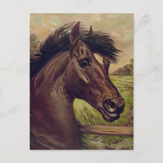 ヴィンテージ馬のポートレート血の王子1893 ポストカード (正面)