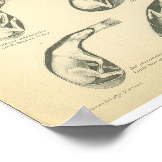 ヴィンテージ馬の解剖学のプリント群のプレゼンテーション ポスター (角)