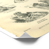 ヴィンテージ馬解剖学プリントリングや輪骨 ポスター (角)