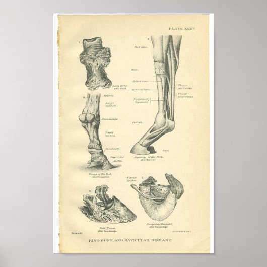 ヴィンテージ馬解剖学プリントリングや輪骨 ポスター (正面)