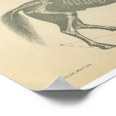 ヴィンテージ馬解剖学プリント骨格 ポスター (角)