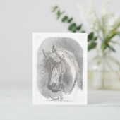 ヴィンテージ馬 ポストカード (スタンド正面)