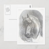 ヴィンテージ馬 ポストカード (正面/裏面)