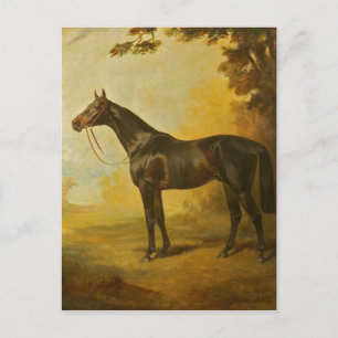 ヴィンテージ馬 ポストカード