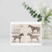 ヴィンテージ馬 – 馬とポニーテンプレート馬 ポストカード (スタンド正面)