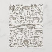 ヴィンテージ骨と獣骨のイラストレーション ポストカード (正面)