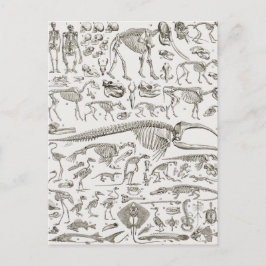 ヴィンテージ骨と獣骨のイラストレーション ポストカード