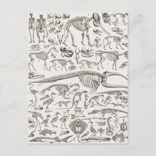 ヴィンテージ骨と獣骨のイラストレーション ポストカード (正面)