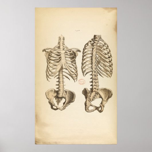 ヴィンテージ骨幹イラストレーション ポスター (正面)
