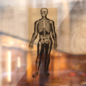 ヴィンテージ骨格イラストレーション経過時お洒落 ウィンドウサイン (シート2)