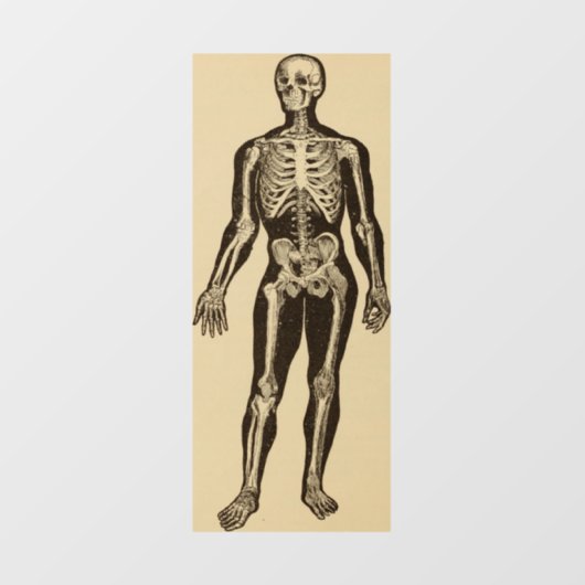 ヴィンテージ骨格イラストレーション経過時お洒落 ウィンドウサイン (シート)