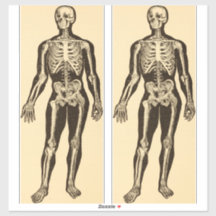 ヴィンテージ骨格イラストレーション経過時お洒落