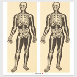 ヴィンテージ骨格イラストレーション経過時お洒落 シール