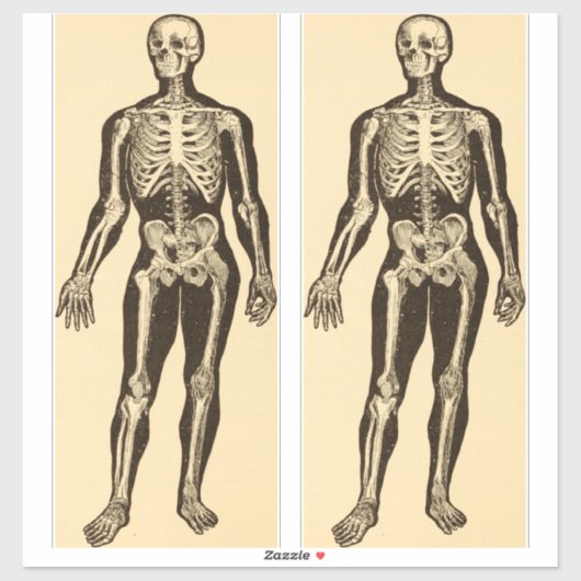 ヴィンテージ骨格イラストレーション経過時お洒落 シール (シート)