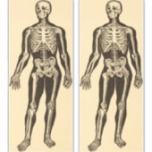 ヴィンテージ骨格イラストレーション経過時お洒落 シール (正面)