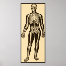 ヴィンテージ骨格イラストレーション経過時お洒落