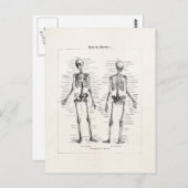 ヴィンテージ骨格ヒト解剖骨骨スカル ポストカード (正面/裏面)