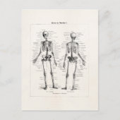 ヴィンテージ骨格ヒト解剖骨骨スカル ポストカード (正面)