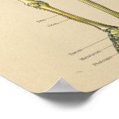 ヴィンテージ骨格解剖図 ポスター (角)