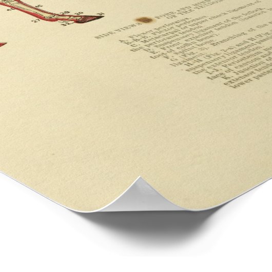 ヴィンテージ骨格馬解剖学プリント1902 ポスター (角)