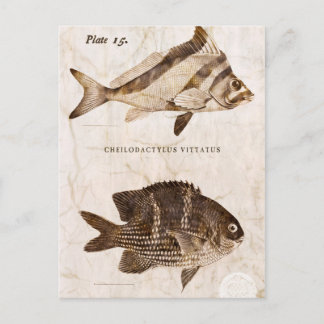 ヴィンテージ魚アンティーク海洋レトロ海洋生物海 ポストカード