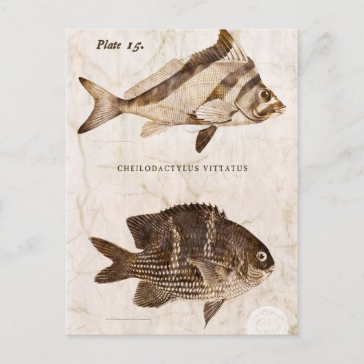ヴィンテージ魚アンティーク海洋レトロ海洋生物海 ポストカード (正面)