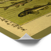 ヴィンテージ魚スメルトミナウ自然史プリント ポスター (角)