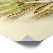 ヴィンテージ魚プリント018 | Loach、Minnow、Bleak ポスター (角)