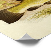 ヴィンテージ魚プリント020 |テンチ ポスター (角)