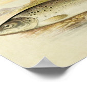 ヴィンテージ魚プリント025 | Galway Sea Trout ポスター (角)