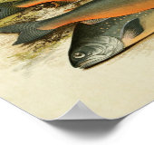 ヴィンテージ魚プリント040 |組み合わせグラフ ポスター (角)