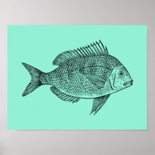 ヴィンテージ魚科学イラストレーション ポスター