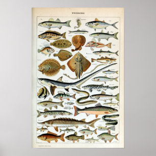 ヴィンテージ魚 ポスター