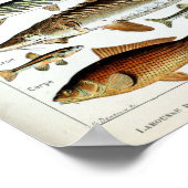 ヴィンテージ魚 ポスター (角)